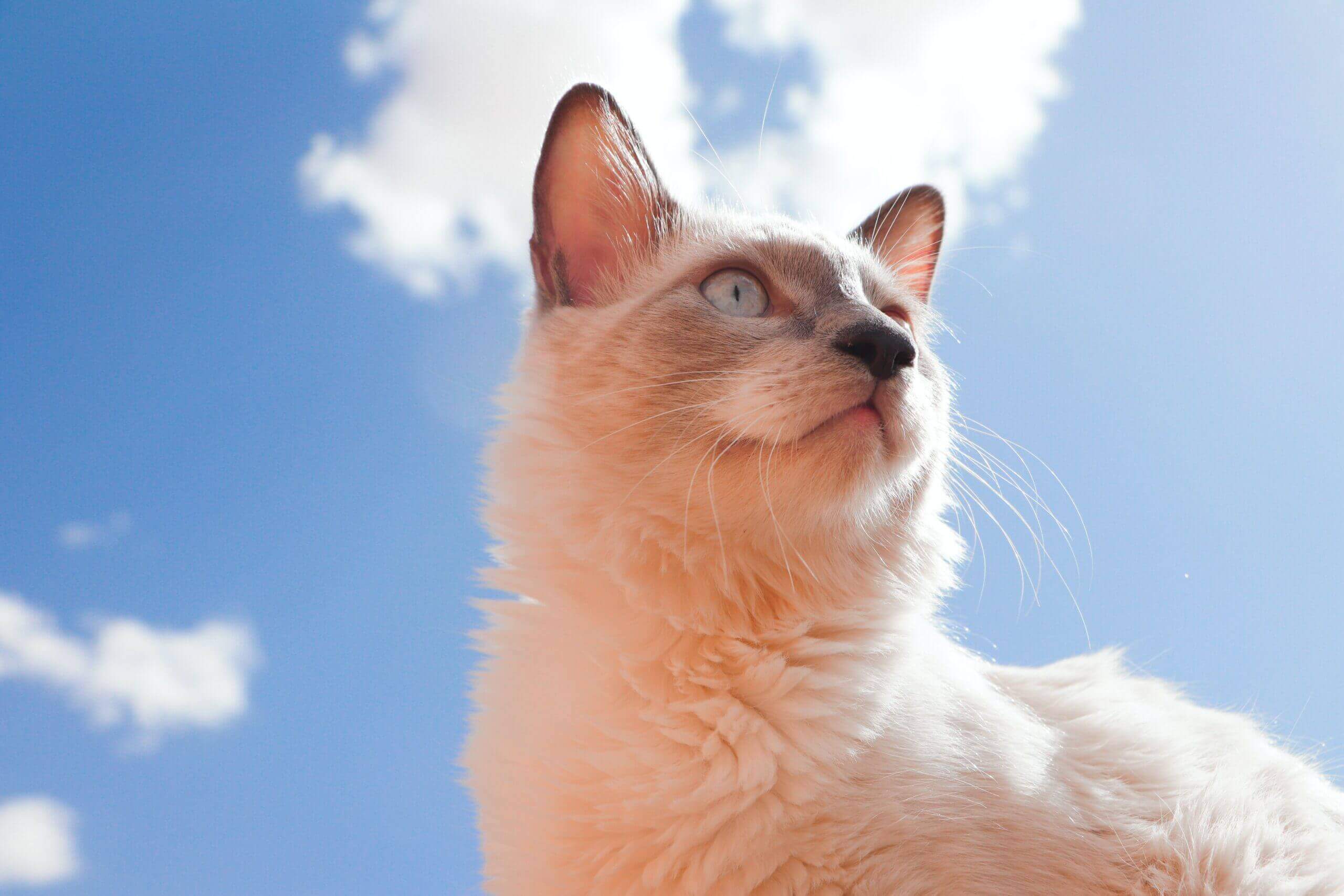 cat with blue sky and cloud background